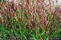 حلفه، کلته باغی، kunai grass  ، blady grass